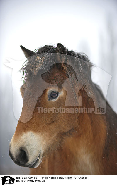 Exmoor-Pony Portrait / Exmoor Pony Portrait / SST-09453