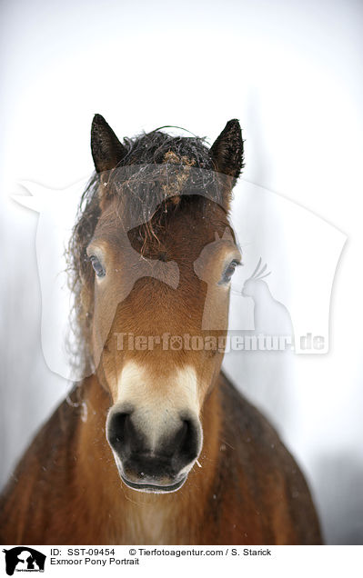 Exmoor Pony Portrait / SST-09454