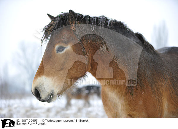 Exmoor Pony Portrait / SST-09457