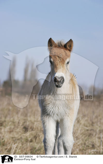 Exmoor-Pony foal / SST-09834