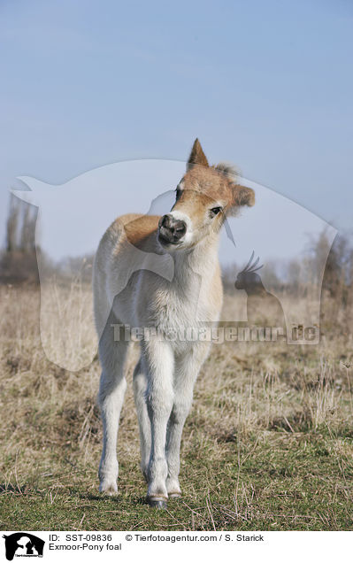 Exmoor-Pony Fohlen / Exmoor-Pony foal / SST-09836