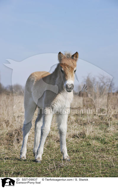 Exmoor-Pony Fohlen / Exmoor-Pony foal / SST-09837