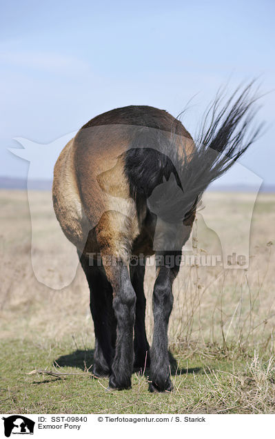 Exmoor Pony / SST-09840