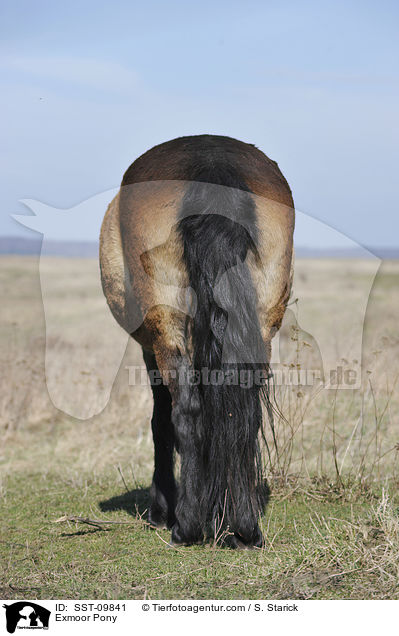 Exmoor Pony / SST-09841