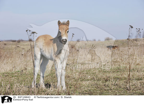 Exmoor-Pony Fohlen / Exmoor-Pony foal / SST-09843