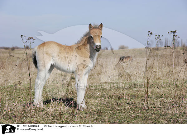 Exmoor-Pony Fohlen / Exmoor-Pony foal / SST-09844