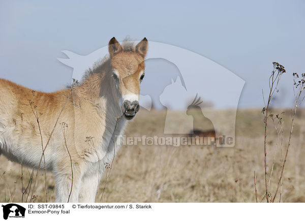 Exmoor-Pony Fohlen / Exmoor-Pony foal / SST-09845