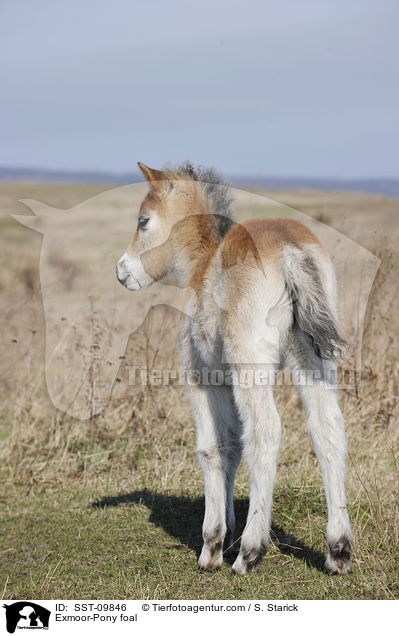 Exmoor-Pony Fohlen / Exmoor-Pony foal / SST-09846