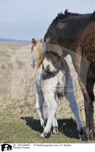 Exmoor-Ponies / Exmoor Ponies / SST-09847