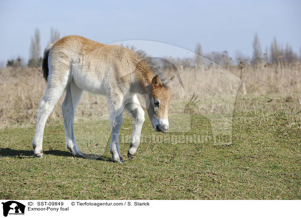 Exmoor-Pony Fohlen / Exmoor-Pony foal / SST-09849