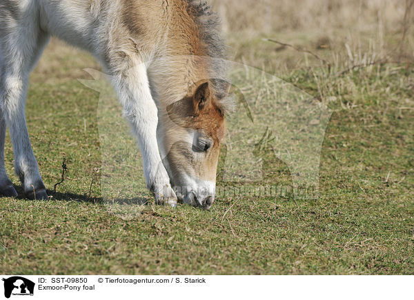 Exmoor-Pony Fohlen / Exmoor-Pony foal / SST-09850