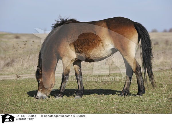 Exmoor-Pony / Exmoor Pony / SST-09851