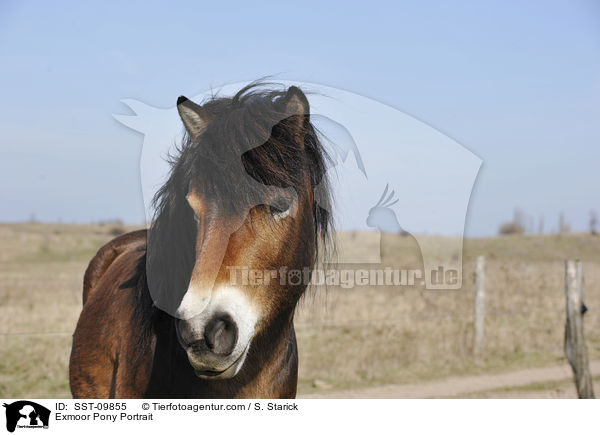 Exmoor-Pony Portrait / Exmoor Pony Portrait / SST-09855