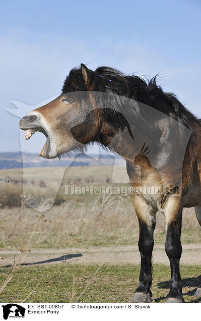 Exmoor-Pony / Exmoor Pony / SST-09857