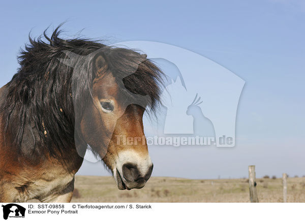 Exmoor-Pony Portrait / Exmoor Pony Portrait / SST-09858