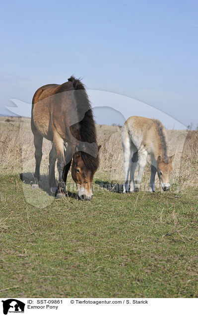Exmoor-Ponies / Exmoor Pony / SST-09861