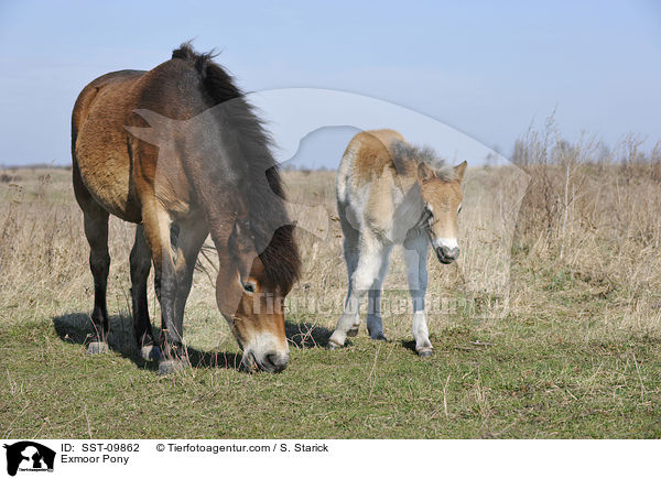 Exmoor-Ponies / Exmoor Pony / SST-09862