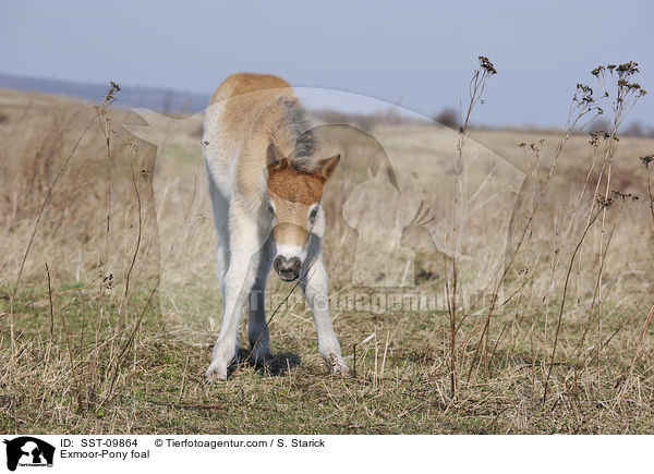 Exmoor-Pony Fohlen / Exmoor-Pony foal / SST-09864