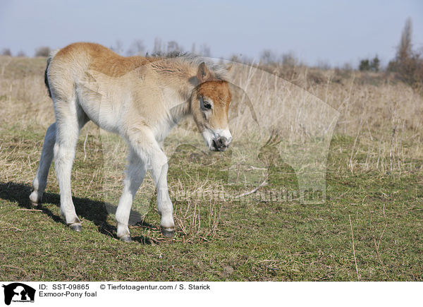 Exmoor-Pony Fohlen / Exmoor-Pony foal / SST-09865