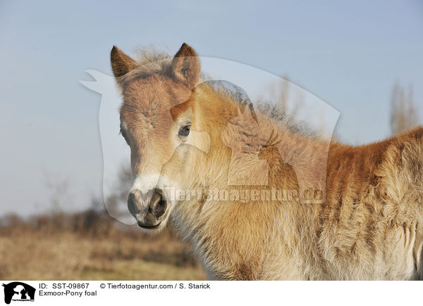 Exmoor-Pony Fohlen / Exmoor-Pony foal / SST-09867