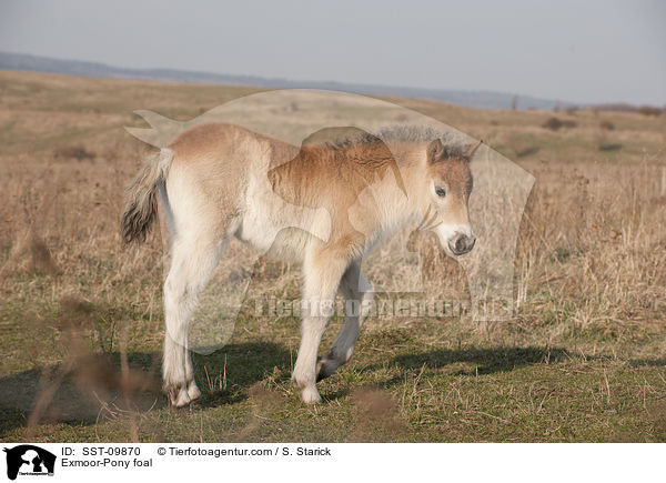 Exmoor-Pony Fohlen / Exmoor-Pony foal / SST-09870