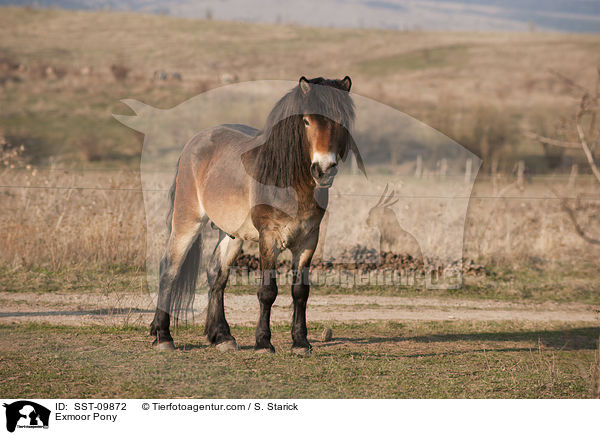 Exmoor-Pony / Exmoor Pony / SST-09872