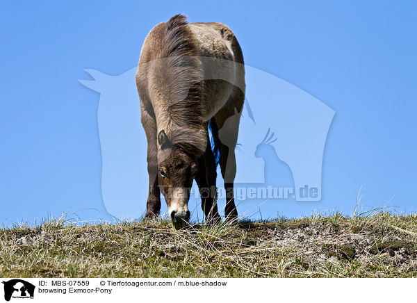 grasendes Exmoor-Pony / browsing Exmoor-Pony / MBS-07559