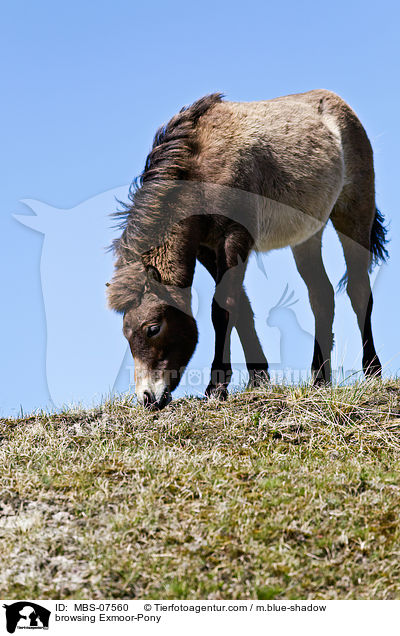 grasendes Exmoor-Pony / browsing Exmoor-Pony / MBS-07560