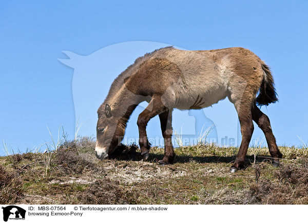 grasendes Exmoor-Pony / browsing Exmoor-Pony / MBS-07564