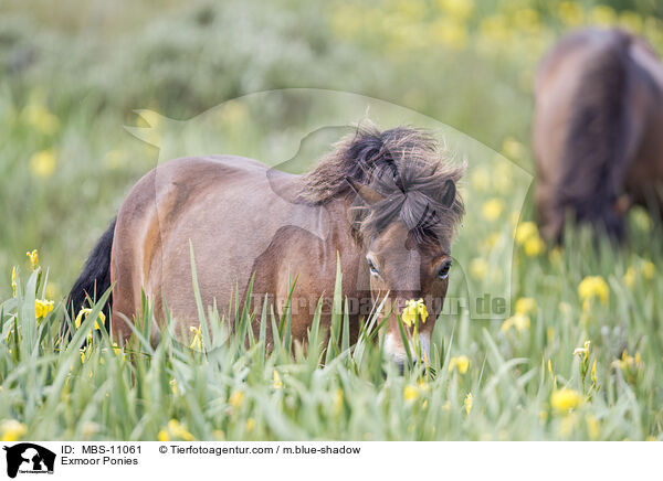 Exmoor-Ponies / Exmoor Ponies / MBS-11061