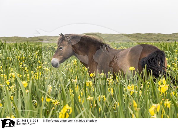 Exmoor-Pony / Exmoor Pony / MBS-11063