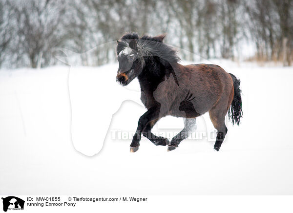 rennendes Exmoorpony / running Exmoor Pony / MW-01855