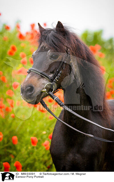 Exmoor-Pony Portrait / Exmoor Pony Portrait / MW-03091