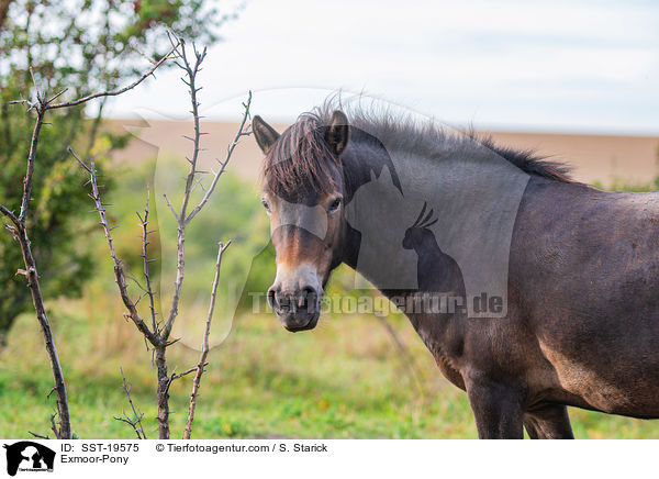 Exmoor-Pony / Exmoor-Pony / SST-19575