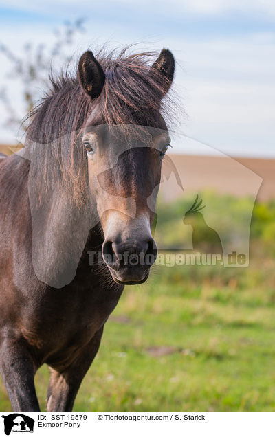 Exmoor-Pony / Exmoor-Pony / SST-19579