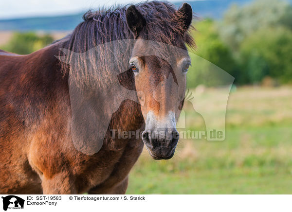 Exmoor-Pony / Exmoor-Pony / SST-19583