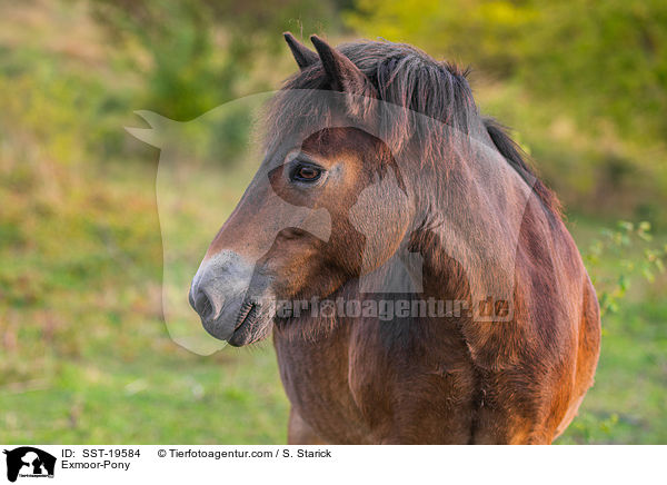 Exmoor-Pony / Exmoor-Pony / SST-19584