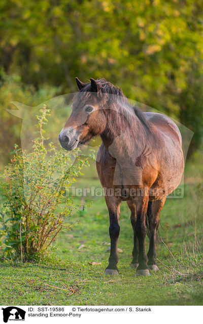 standing Exmoor-Pony / SST-19586