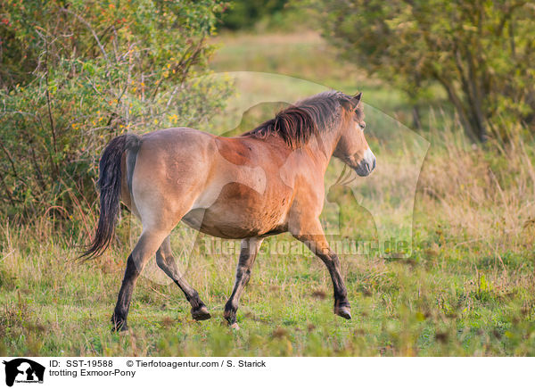 trabendes Exmoor-Pony / trotting Exmoor-Pony / SST-19588