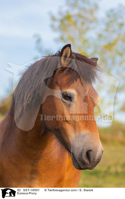 Exmoor-Pony / Exmoor-Pony / SST-19591