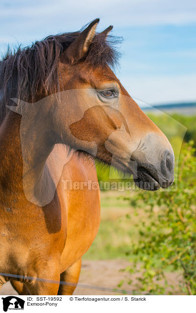 Exmoor-Pony / Exmoor-Pony / SST-19592