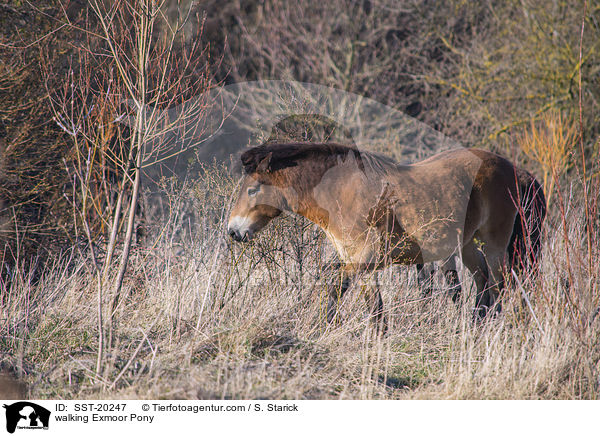 laufendes Exmoor-Pony / walking Exmoor Pony / SST-20247