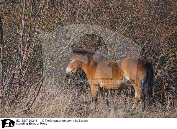 stehendes Exmoor-Pony / standing Exmoor Pony / SST-20248