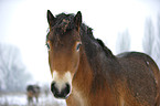 Exmoor Pony Portrait