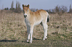 Exmoor-Pony foal