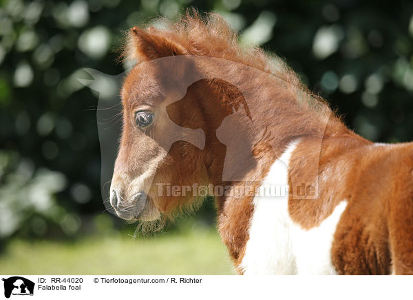 Falabella Fohlen / Falabella foal / RR-44020