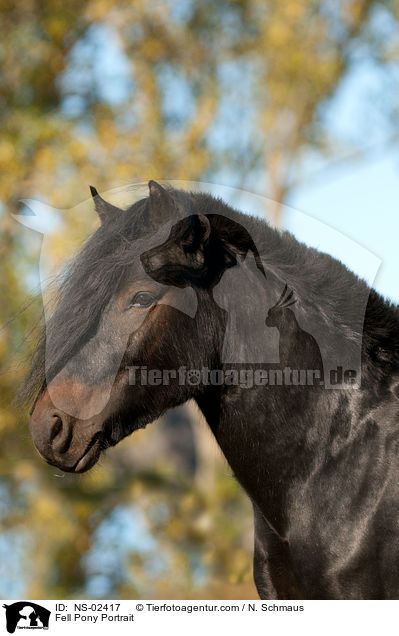 Fellpony Portrait / Fell Pony Portrait / NS-02417