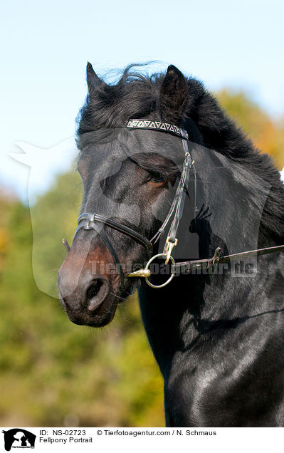 Fellpony Portrait / Fellpony Portrait / NS-02723