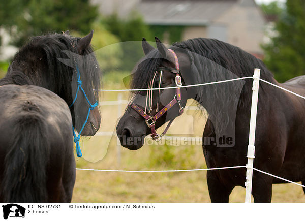 2 horses / NS-02731