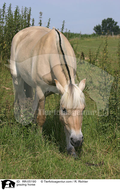 grasendes Fjordpferd / grazing horse / RR-05190